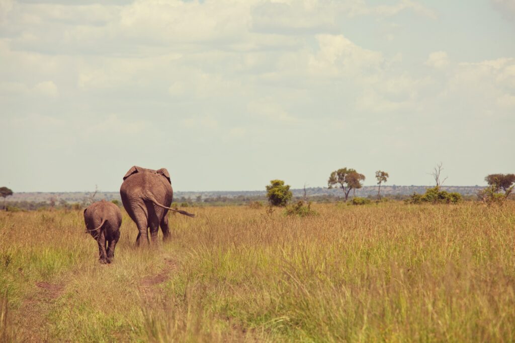 African elephant