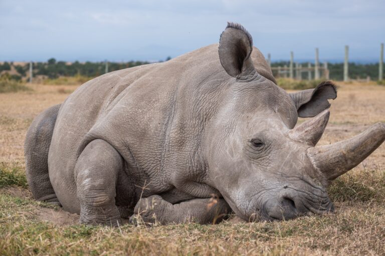 Closeup shot of a magnificent Northern white rhino captured in Ol Pejeta, Kenya