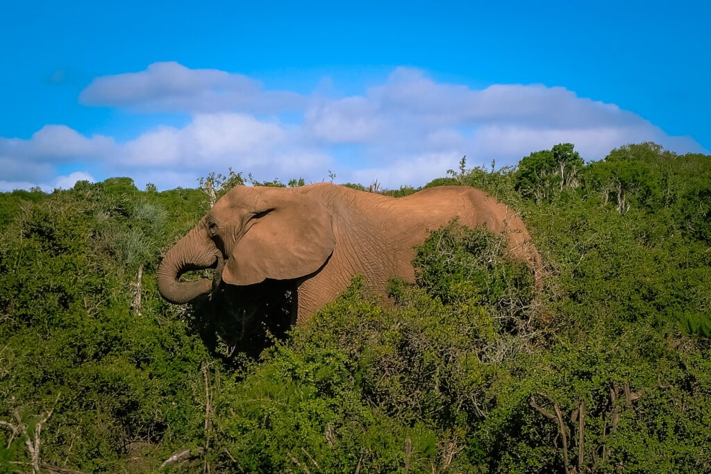 View of an elephant in the bushes at Addo National Park, South Africa